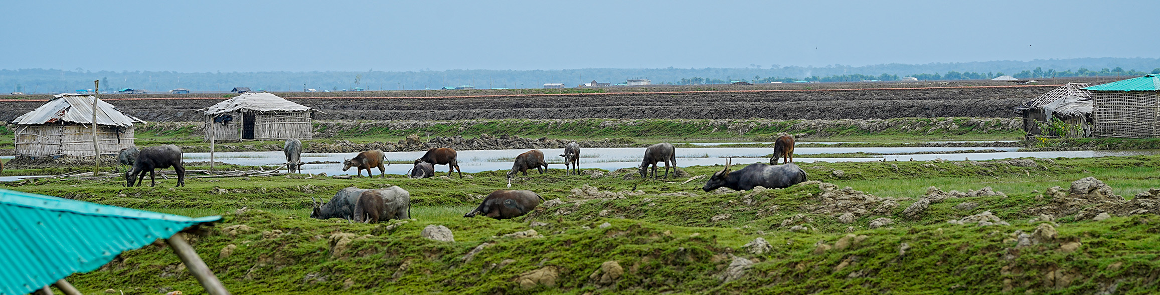 Uncontrolled grazing is one of the major threats to the survival of young mangroves.