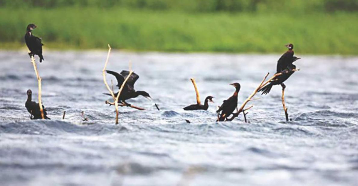 Study reveals that 60 percent of 39 waterbird species have declined in Tanguar Haor in Sunamganj during 2008-2021