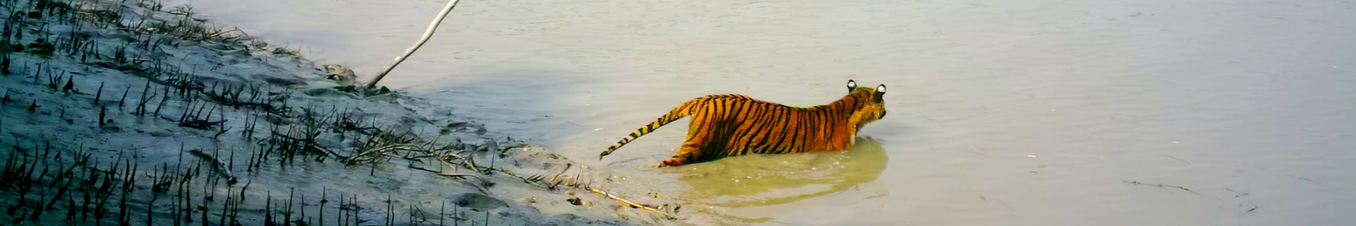 A Royal Bengal Tiger crossing a canal inside the Sundarbans, captured in a camera trap set by Arannayk Foundation.