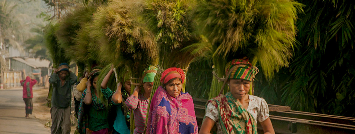Community people extracting non-timber forest products.