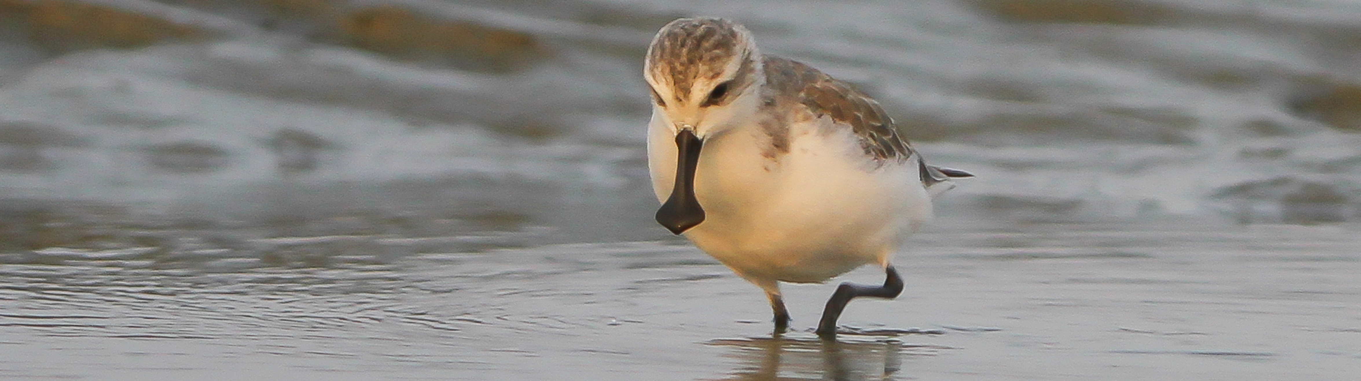 Spoon-billed Sandpiper
