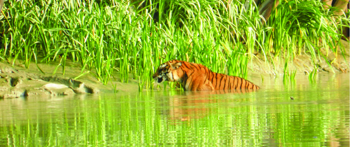 A tiger walking by the riverbank at the Sundarban