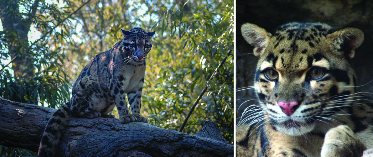 The Clouded Leopard
