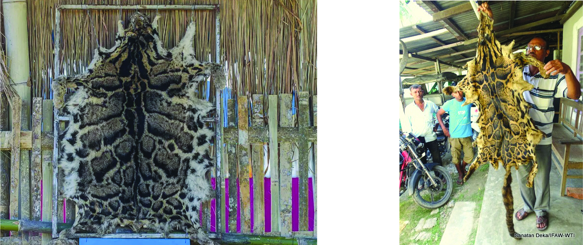Confiscated Clouded Leopard Pelt (Left) | Clouded Leopard Skin Seized in Assam (Right)