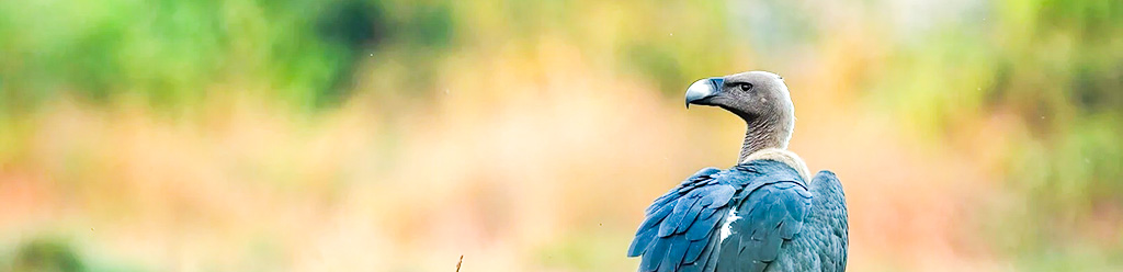 Diminishing of White-rumped vultures in Bangladesh