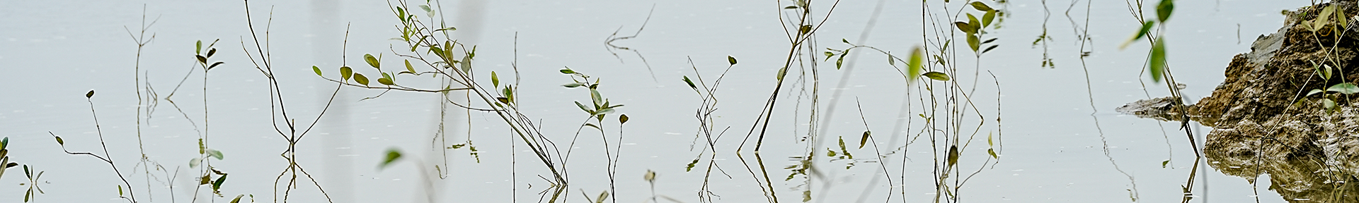 Mangrove Plantation in Chakaria Sundarbans: A natural shield against strong tides
