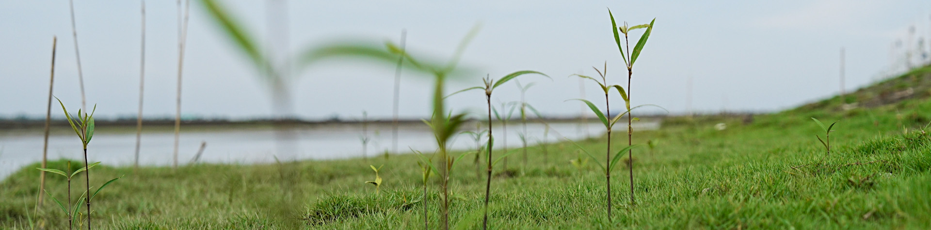 Return of the Sundarbans : young mangroves growing hope in Chakaria