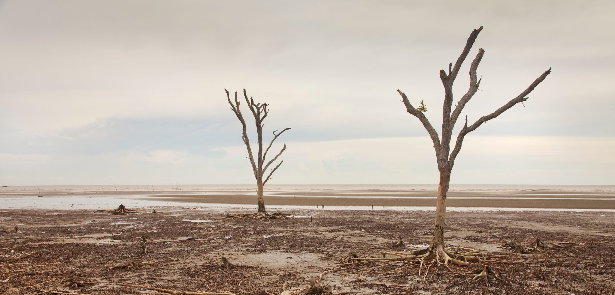 Earthquake beyond cities: story of forest resilience