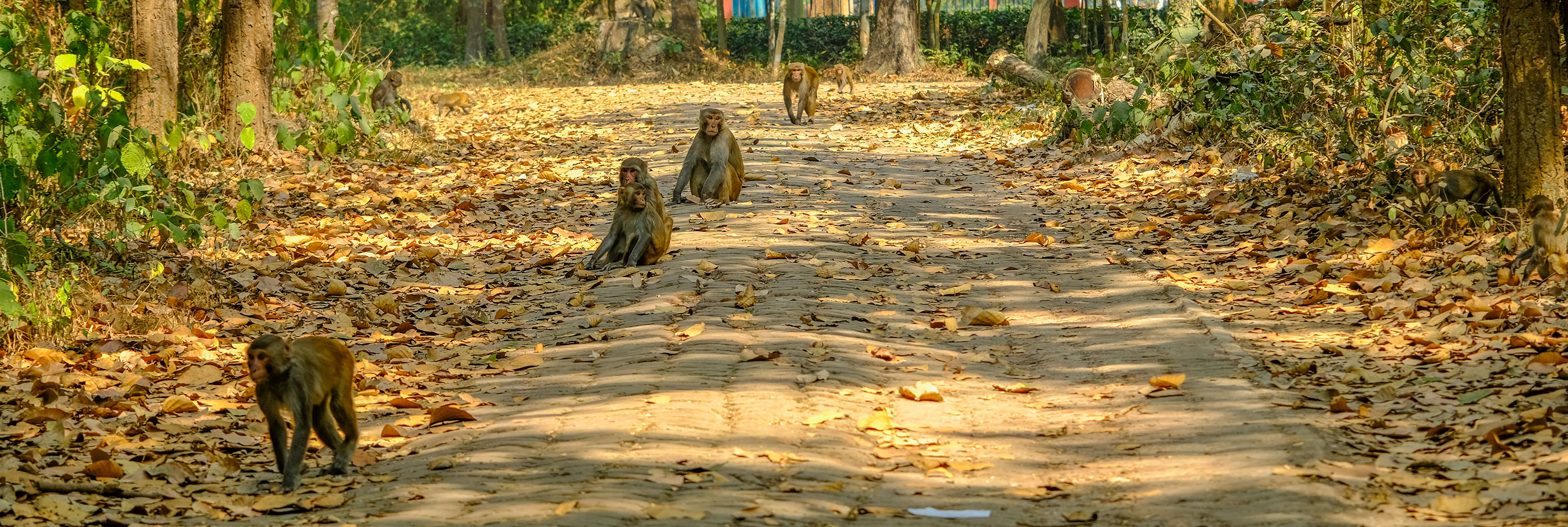 Wildlife in Shared Landscapes: A Daily Negotiation for Survival