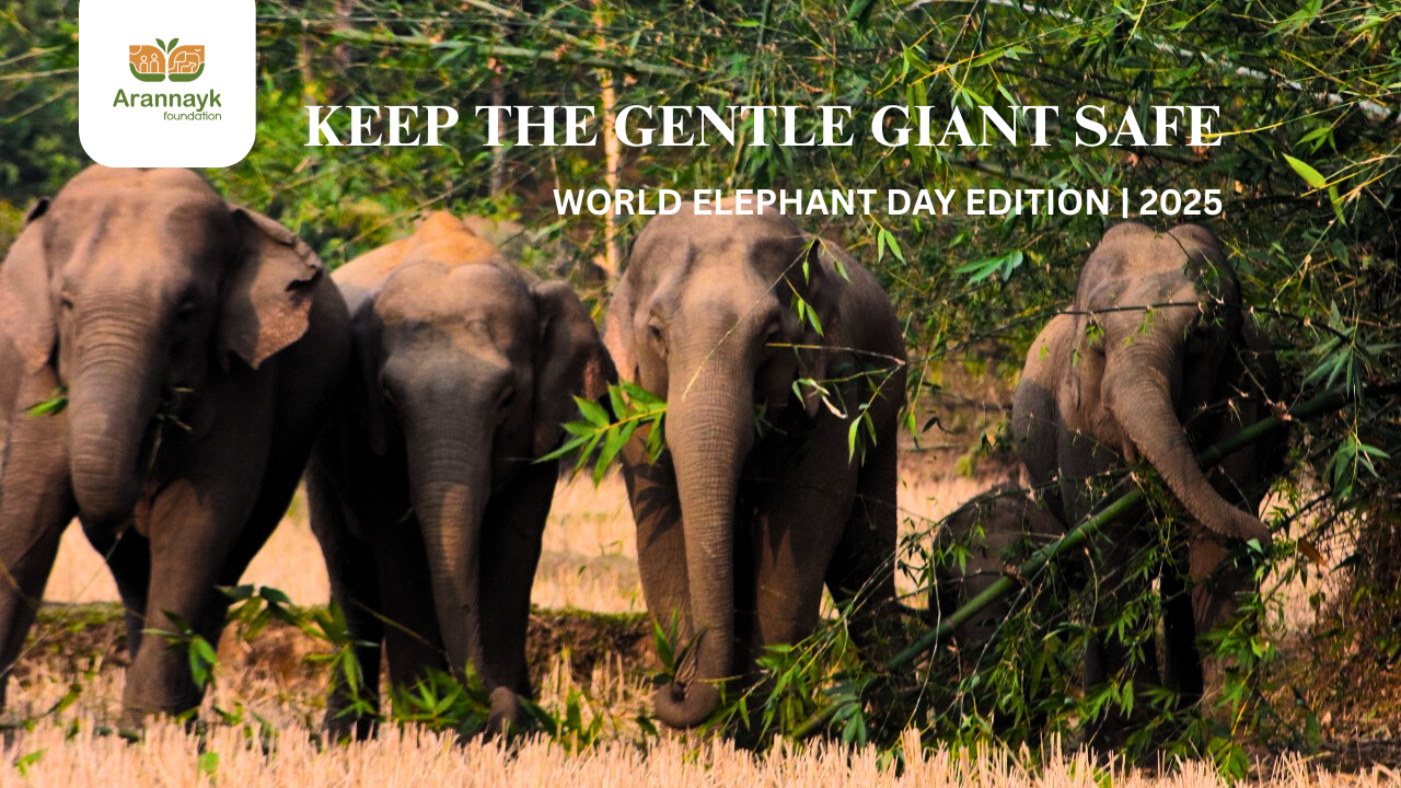 World Elephant Day edition