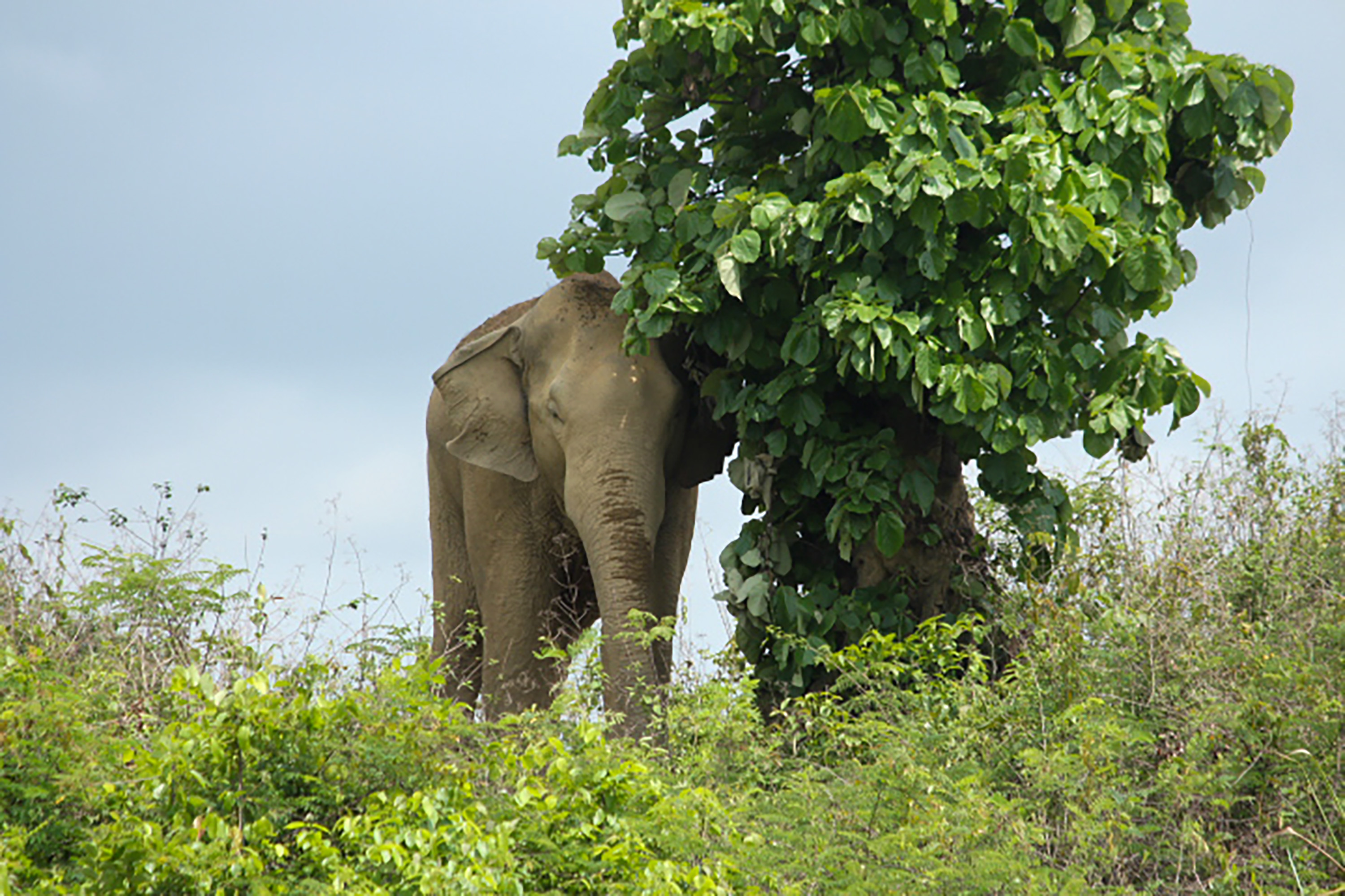 <h2>SAFEGUARDING THREATENED WILDLIFE THROUGH COMMUNITY ENGAGEMENT</h2>