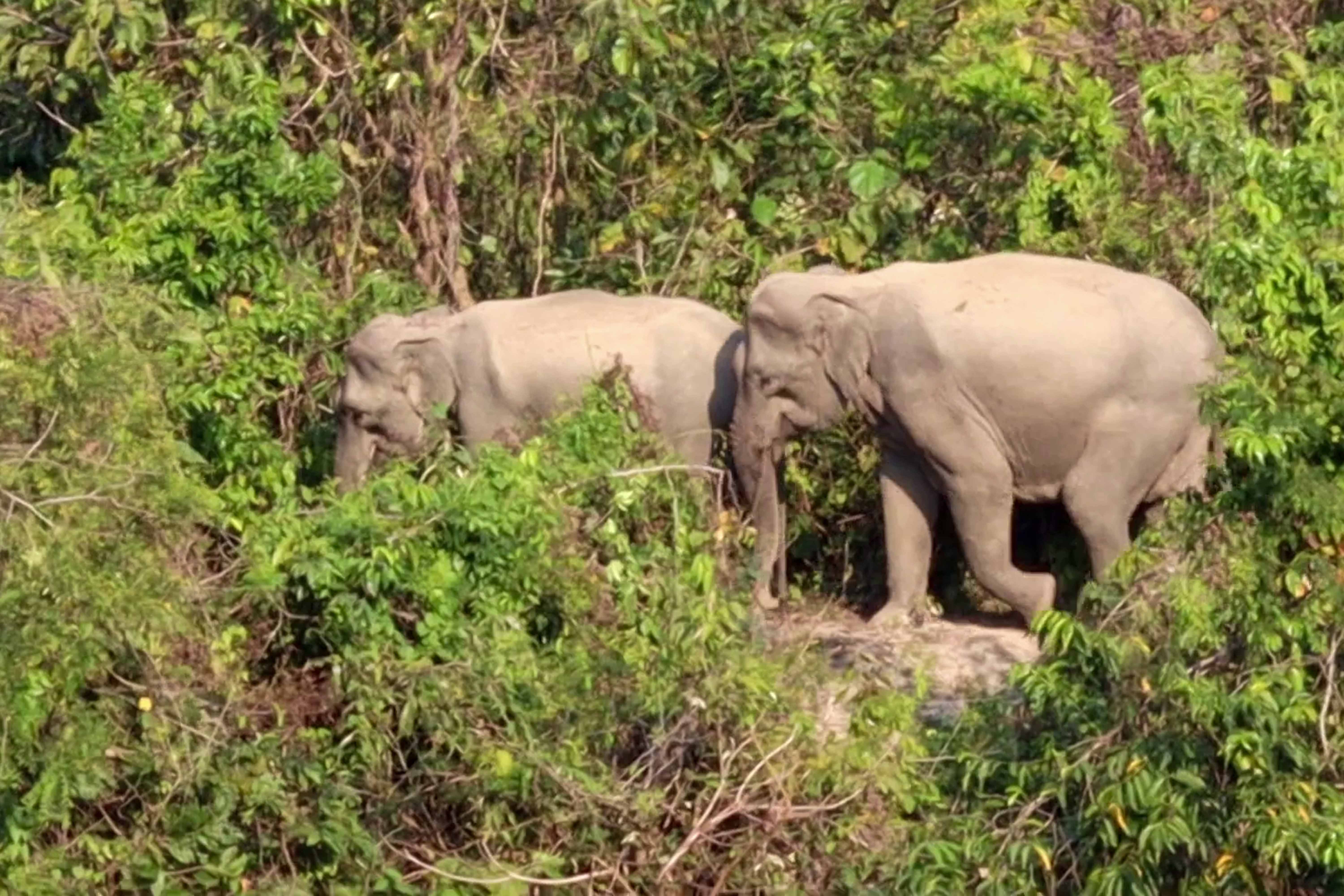Strengthening Elephant Response Teams in Human–Elephant Conflict Mitigation in Bangladesh