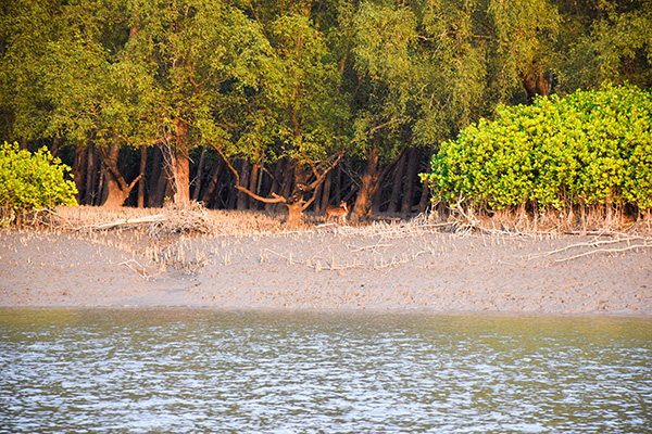 Monitoring Crime-prone Hotspots for Tiger and Deer Poaching in the Sundarbans through Camera Trapping