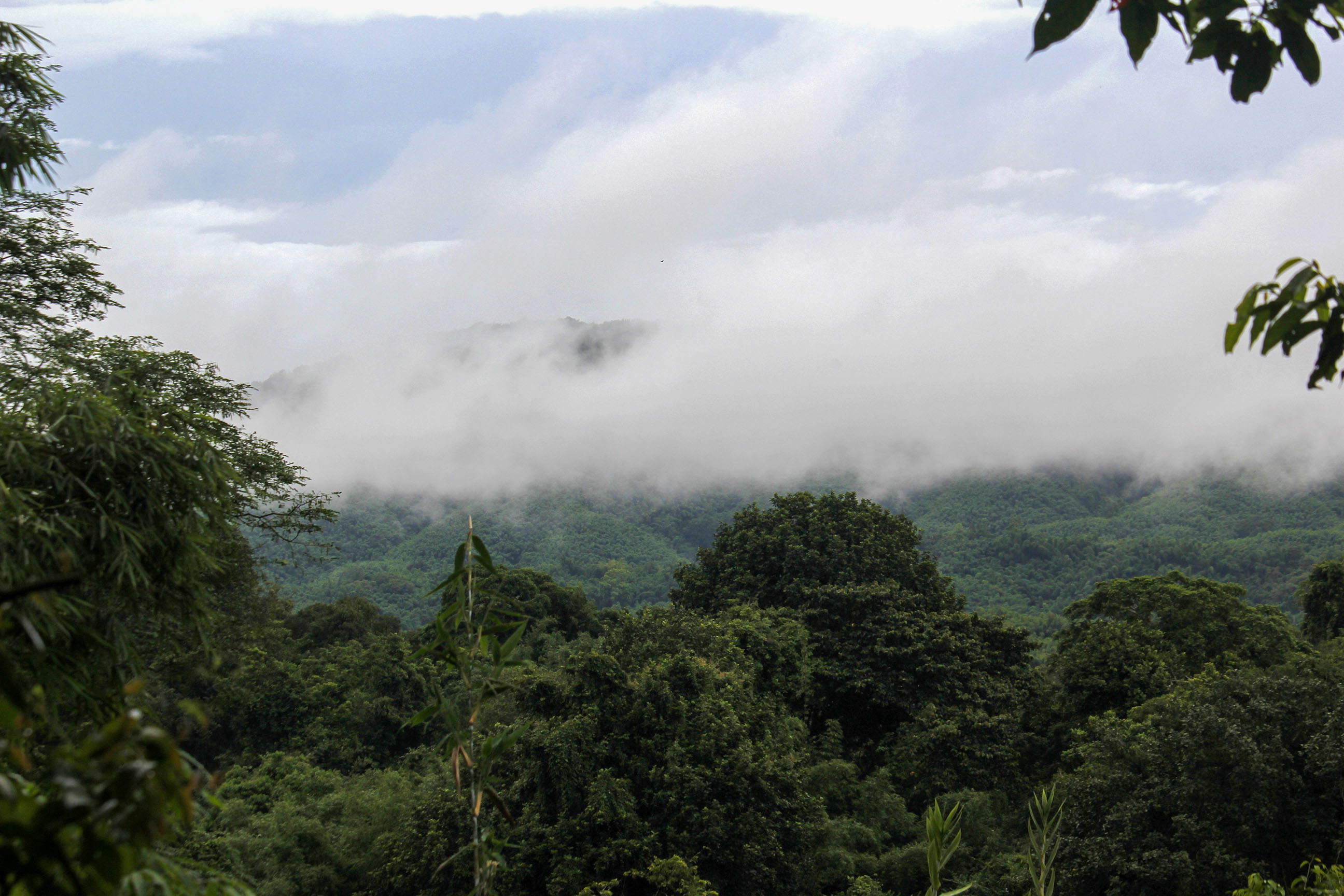 Hararganj Reserved Forest Conservation and Protected Area Designation Project